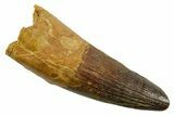 Real Spinosaurus Tooth - Large Dinosaur Tooth #380949-1
